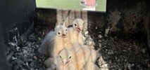 Gdy przemysł spotyka naturę. Zajrzyj do pustułek z zakładów Cemex
