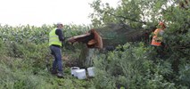 Rzadki chrząszcz na S5 w kujawsko–pomorskim. Przenoszą siedliska