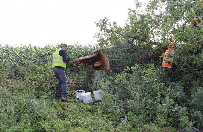 Rzadki chrząszcz na S5 w kujawsko–pomorskim. Przenoszą siedliska