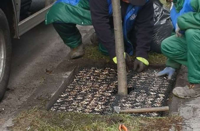 W Rybniku będą chronić drzewa przed solą