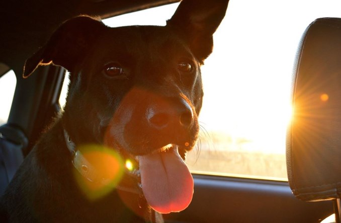 W Tesli pupil może poczekać. Elon Musk wprowadza „Dog Mode”