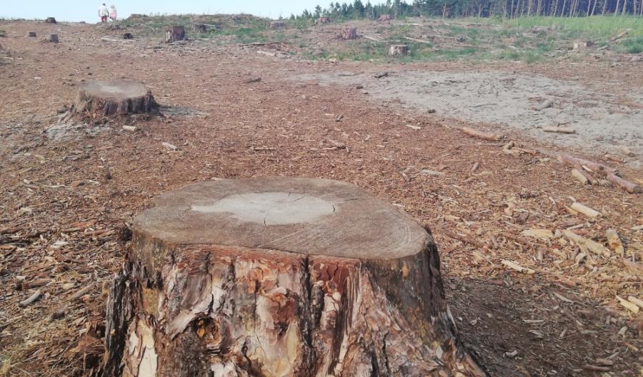 GDOŚ wkrótce rozstrzygnie sprawę Mierzei Wiślanej GDOŚ wkrótce rozstrzygnie sprawę Mierzei Wiślanej