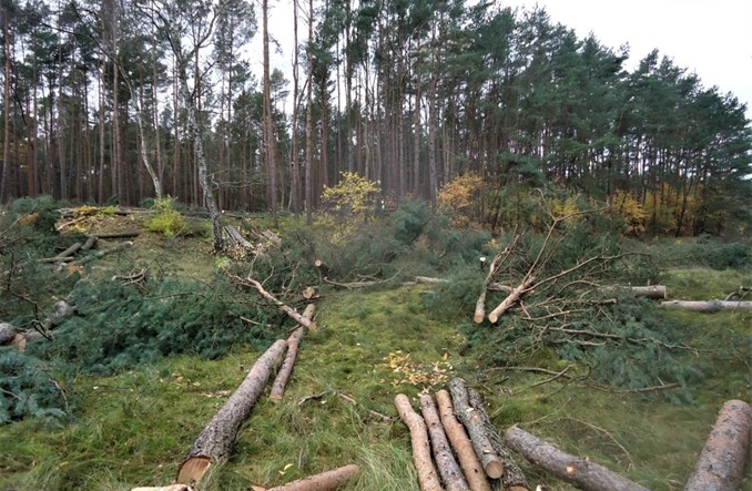 Świnoujście. Szykują teren pod budowę tunelu. Ruszyła wycinka drzew  