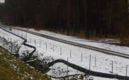 Zachodniopomorskie. Migracja dzików przez S3 niemożliwa 
