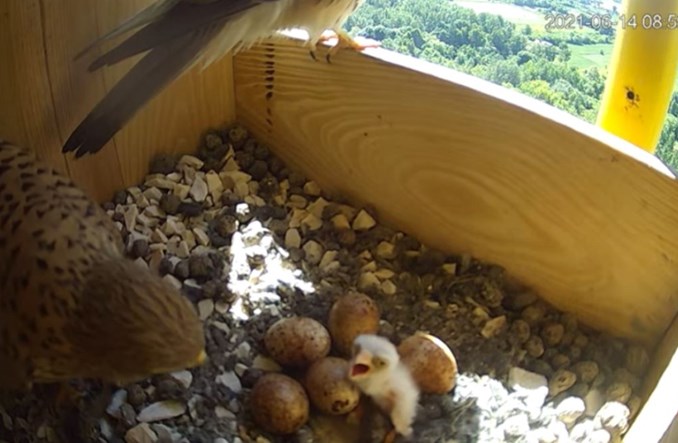 W cementowniach CEMEX pojawiło się kolejne pokolenie młodych pustułek!