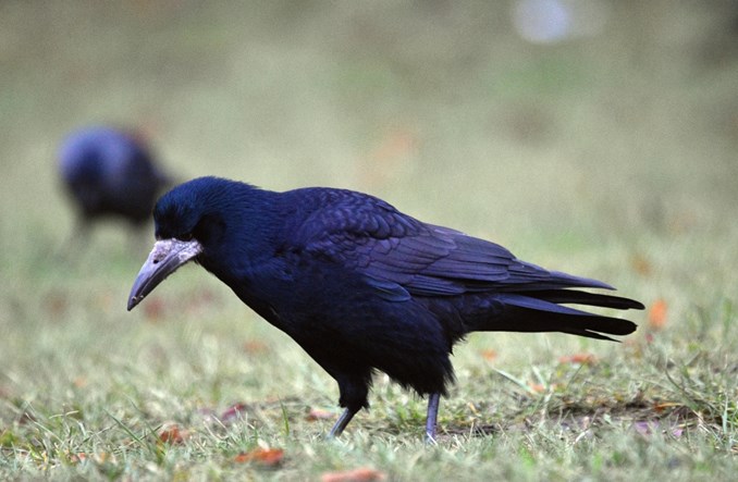 Gawrony na zimowisku w Cementowni CEMEX w Chełmie