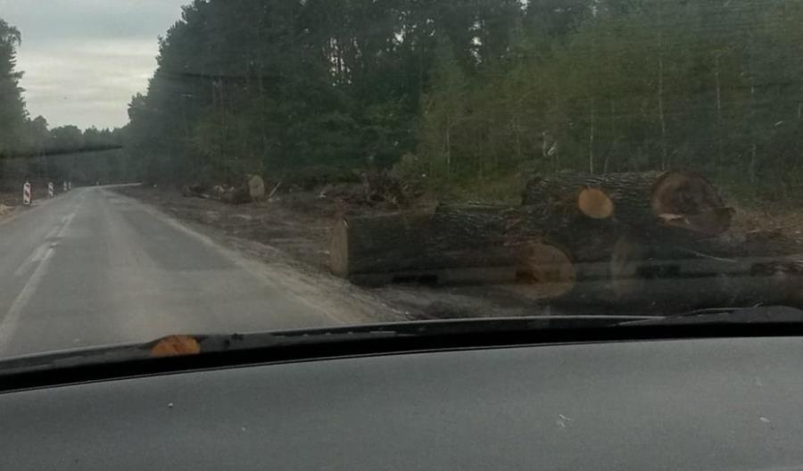 Lubelskie: wycięli ponad 700 drzew pod przebudowę ważnej drogi. „Nie było innego wyjścia” Lubelskie: wycięli ponad 700 drzew pod przebudowę ważnej drogi. „Nie było innego wyjścia”
