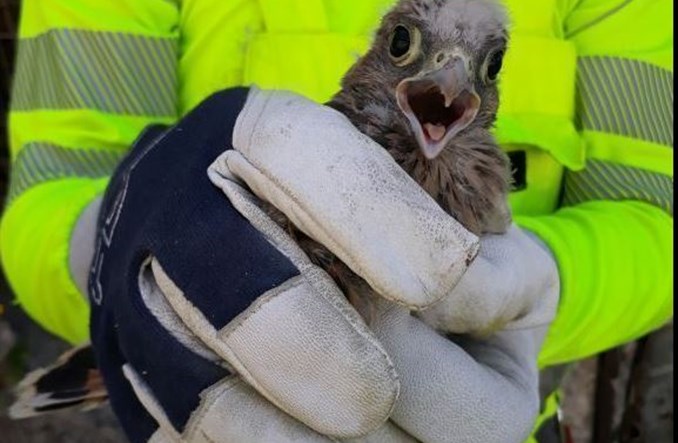 Ochrona przyrody. Co słychać u pustułek w cementowniach CEMEX Polska?