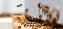 Chełm: Cementownia wspiera pszczoły gniazdujące w ziemi