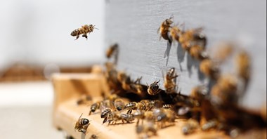 Chełm: Cementownia wspiera pszczoły gniazdujące w ziemi