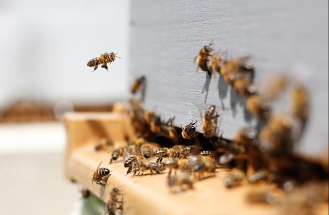 Chełm: Cementownia wspiera pszczoły gniazdujące w ziemi