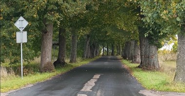 Kaszuby: 800 drzew na drodze powiatowej jednak zostanie?