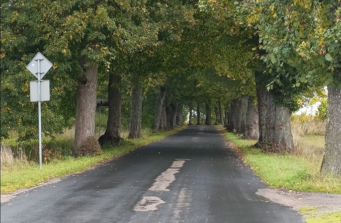 Kaszuby: 800 drzew na drodze powiatowej jednak zostanie?