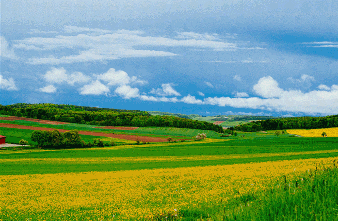 Agromax – nowa gwarancja BGK z dotacją dla sektora rolnego