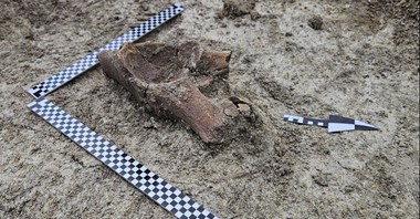 Szczątki mamuta na budowie S17