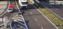 Lubelskie. Koń biegał po drodze ekspresowej S19