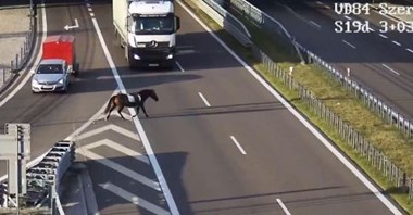 Lubelskie. Koń biegał po drodze ekspresowej S19