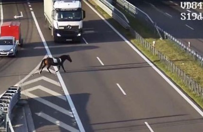 Lubelskie. Koń biegał po drodze ekspresowej S19