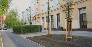 Łódź. Lutomierska dzięki remontowi zyskała więcej zieleni (zdjęcia)