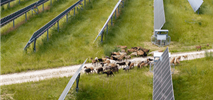 Owce zamiast kosiarek na farmach fotowoltaicznych