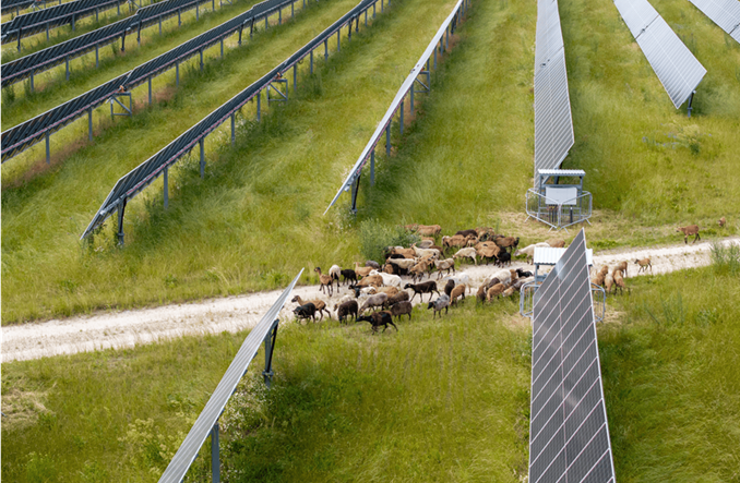 Owce zamiast kosiarek na farmach fotowoltaicznych