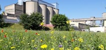 Cemex działa dla pszczół