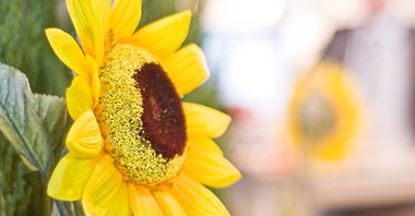 Zielony dach supermarketu nowym orężem klimatycznym Francji