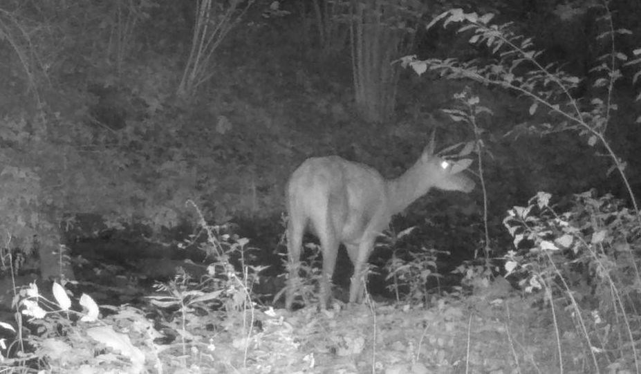 Drugi etap obwodnicy Sanoka. Za nami ostatnia inwentaryzacja przyrodnicza