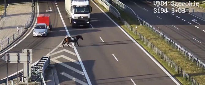Lubelskie. Koń biegał po drodze ekspresowej S19