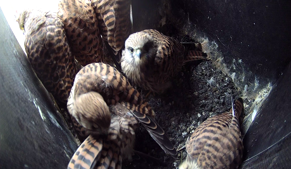 Takie są efekty ochrony przyrody w Cemex. Sezon lęgowy 2025 podsumowany