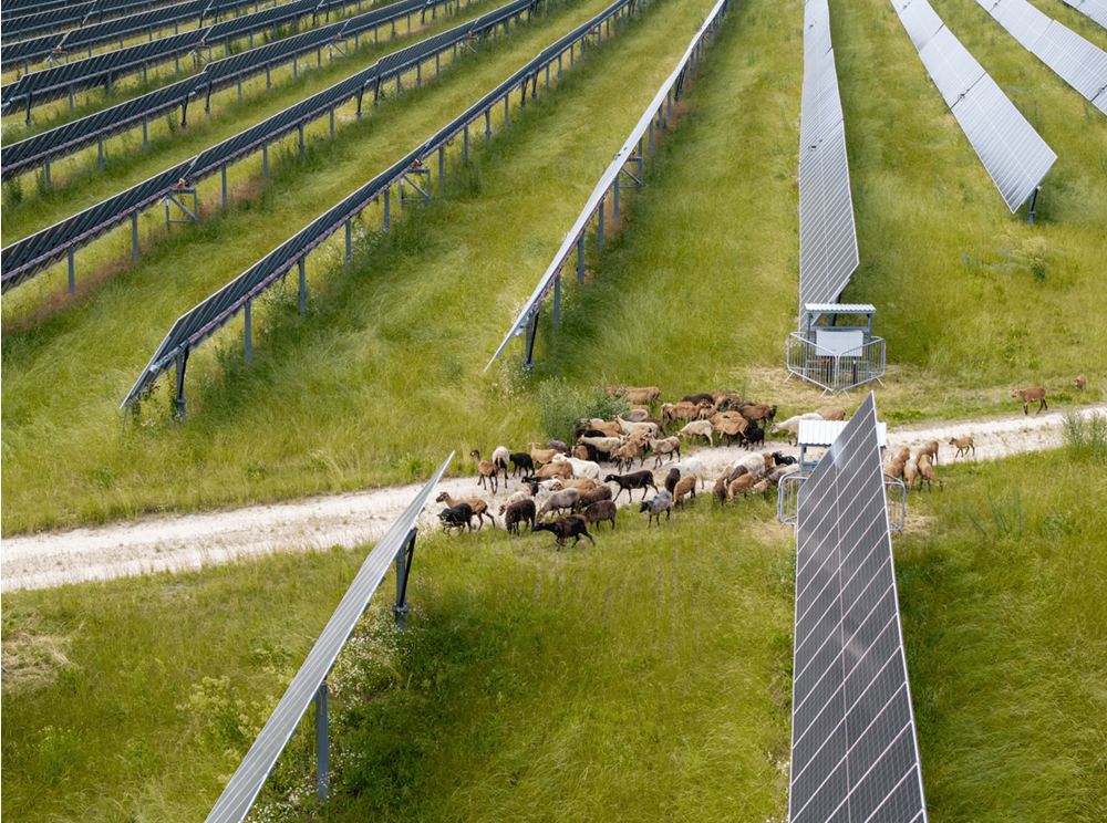 Owce zamiast kosiarek na farmach fotowoltaicznych